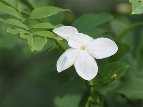 茉莉花種類|ジャスミンの種類図鑑｜それぞれの香りや特徴、育てやすい品種 